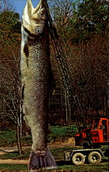 Giant Fish Postcard