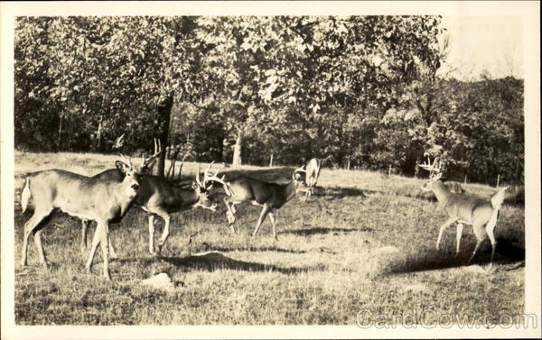 Catskill Game Farm Inc New York