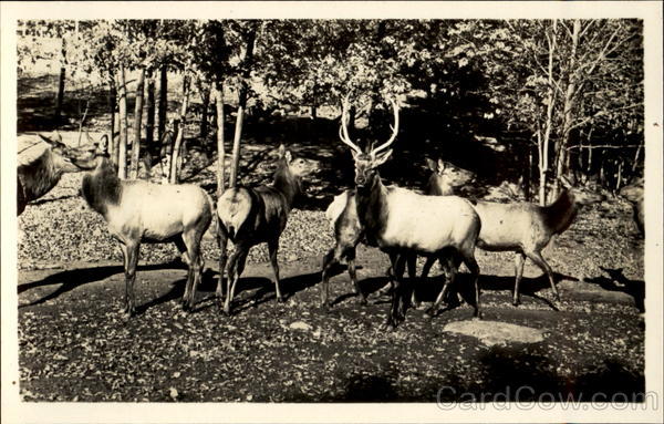 Catskill Game Farm Inc New York