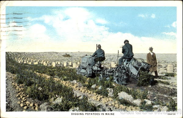 Digging Potatoes In Maine Scenic