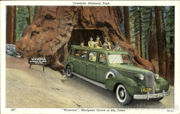 Wawona Mariposa Grove Of Big Trees, Yosemite National Park