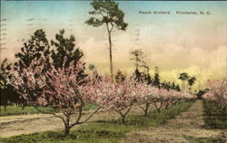 Peach Orchard Peach Orchard