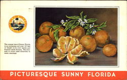 Picturesque Sunny Florida Oranges Fruit Postcard Postcard