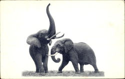 African Elephants Postcard