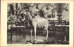 Greater Kudu Shot By Ira H. Morse, Morse Museum Postcard