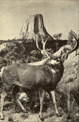 Stock #131340 Thumbnail