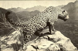 Stock #131342 Thumbnail