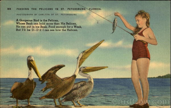 Feeding The Pelicans In St. Petersburg Florida