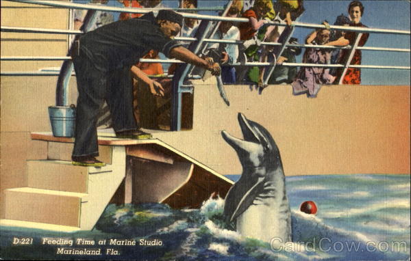 Feeding Time At Marine Studio Marineland Florida