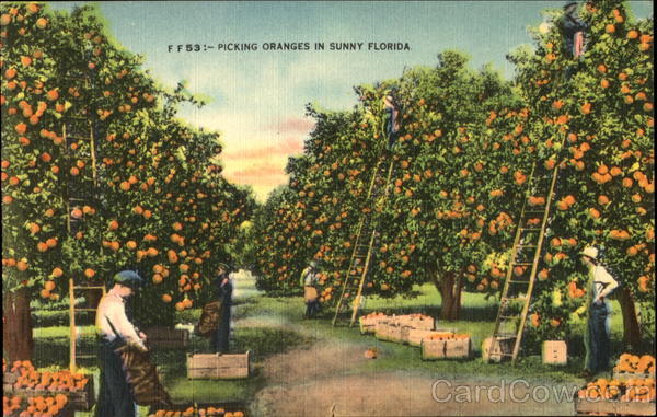 Picking Orange In Sunny Florida Fruit