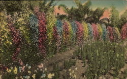 Winter Sweet Peas in Florida Postcard