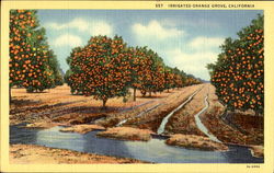 Irrigated Orange Grove Postcard