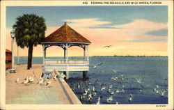 Feeding The Seagulls And Wild Ducks Postcard