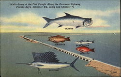 Florida Fish Postcard Postcard