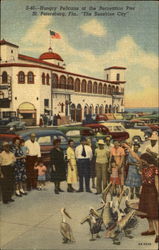 Hungry Pelicans Postcard