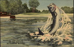 Hooked The Tarpon Leaps Postcard