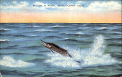 Sailfish In Action Miami, FL Postcard Postcard
