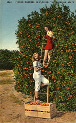 Picking Orange In Florida Postcard
