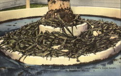 Young Three Year Old Baby Alligators, Casper's Gartor Jungle Postcard