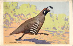 California Quail Birds Postcard Postcard