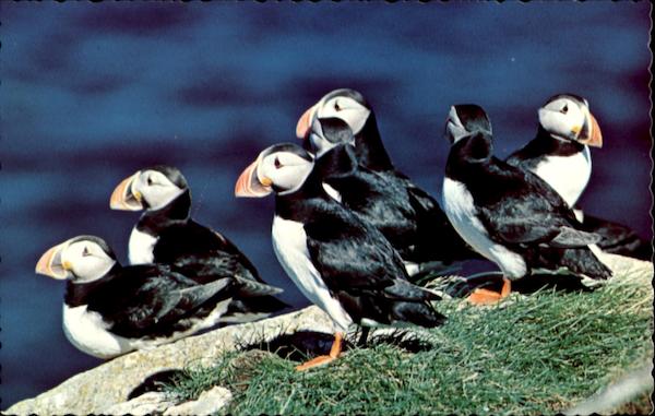 Atlantic Puffin Birds