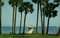 Stately Palms Adorn Indian River, Indian River Postcard