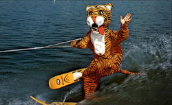 Timmy The Tiger Cypress Gardens, FL Postcard Postcard