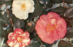 The Camellia State Flowers Postcard Postcard