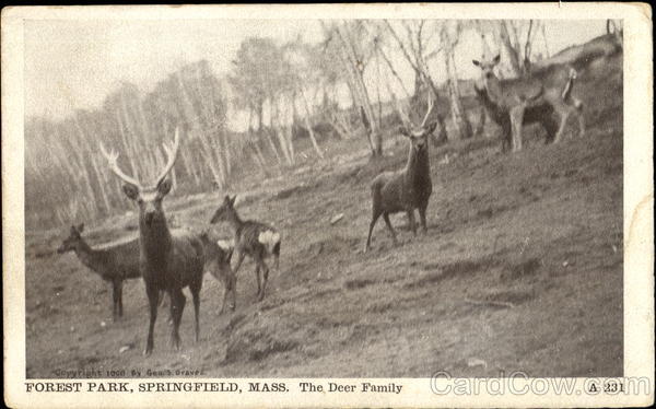 The Deer Family, Forest Park Springfield Massachusetts