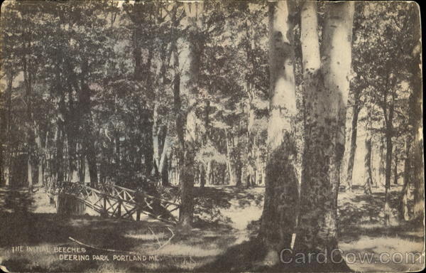 The Initial Beeches, Deering Park Portland Maine