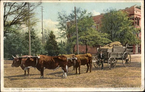 Ox Team With Cotton Seed Farming