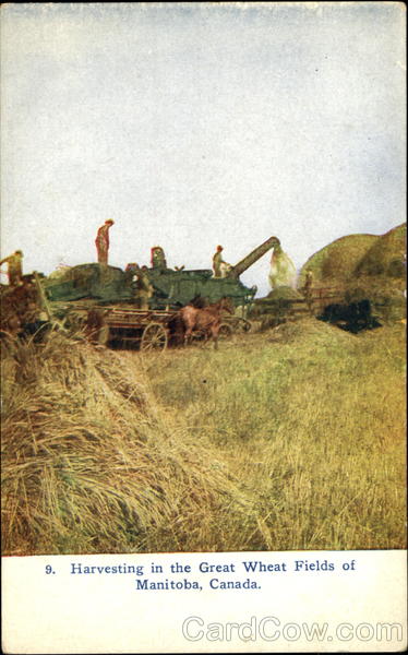 Harvesting In The Great Wheat Fields MB Canada Manitoba