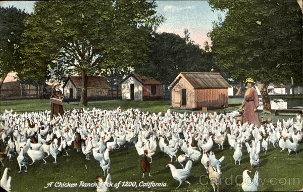 A Chicken Ranch Flock Of 1200 California Chickens