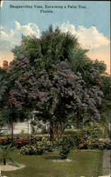 Bouganvillea Vine Florida Trees Postcard Postcard