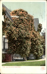 Gold Of Ophir Rose-Bush Postcard