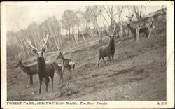 The Deer Family, Forest Park Postcard