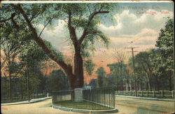 The Washington Elm Cambridge, MA Postcard Postcard