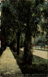 Tropical Follage, Hubbard Street Postcard
