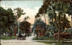 A Three Branch Palmetto Tree Postcard