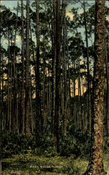 Piney Woods Florida Trees Postcard Postcard