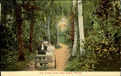 The Jungle Trail Palm Beach, FL Postcard Postcard
