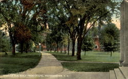 Vassar Elm Walk From Chapel Postcard
