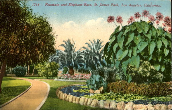 Fountian And Elephant Ears, St. James Park Los Angeles California