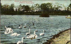 Swans At Jamaica Pond Postcard