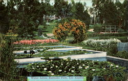 Water Lilies, Eastlake Park Postcard