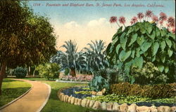 Fountian And Elephant Ears, St. James Park Postcard