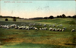 Sheep, Franklin Park Boston, MA Postcard Postcard