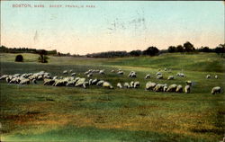 Sheep, Franklin Park Postcard