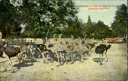 Ostriches At Florida Ostrich Farm Postcard