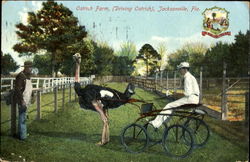 Ostrich Farm Jacksonville, FL Postcard Postcard